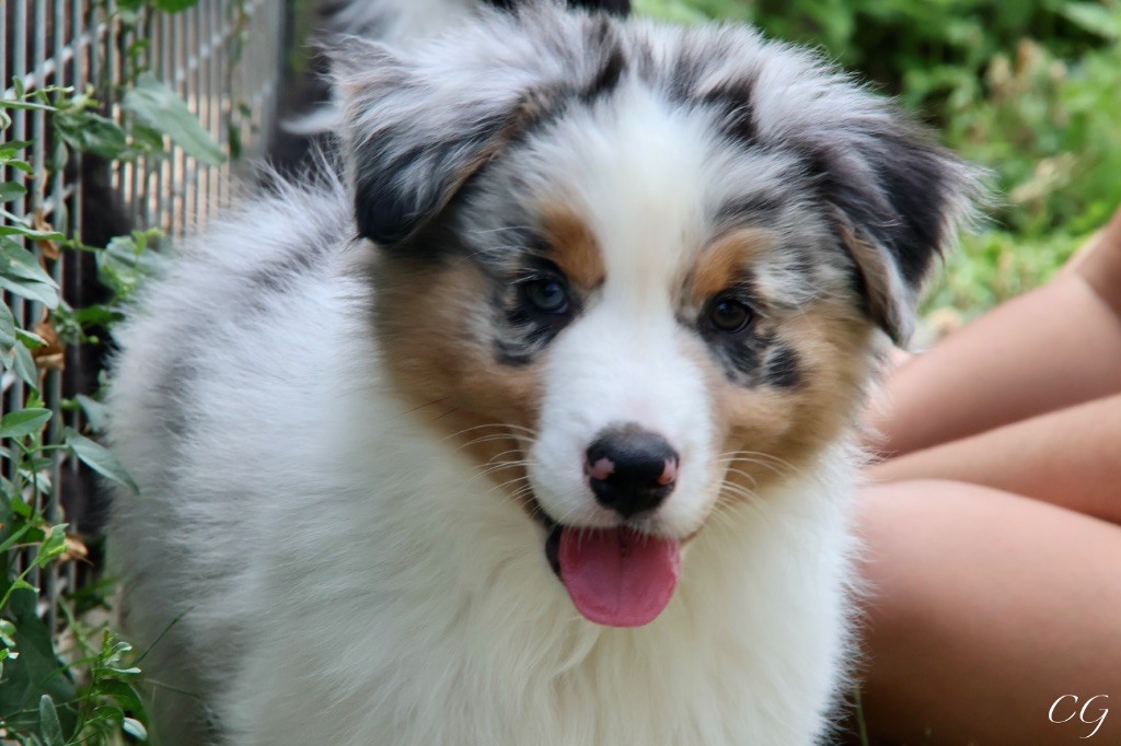 Des Eclats De Quasar - Chiots disponibles - Berger Australien