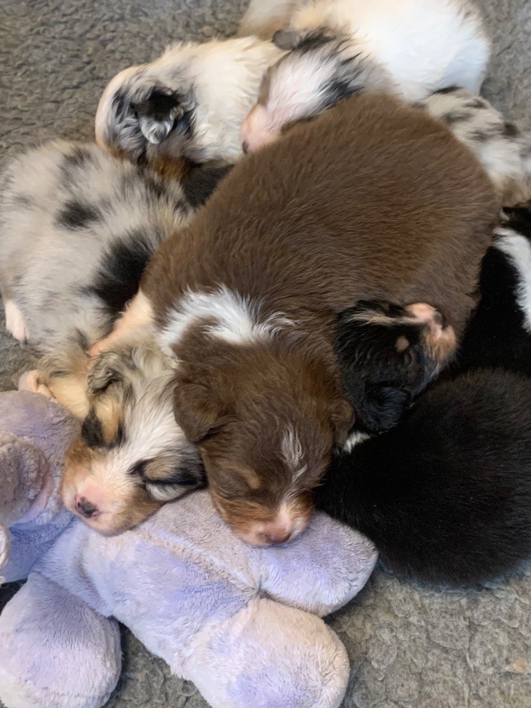 Chiot Berger Australien Des Eclats De Quasar