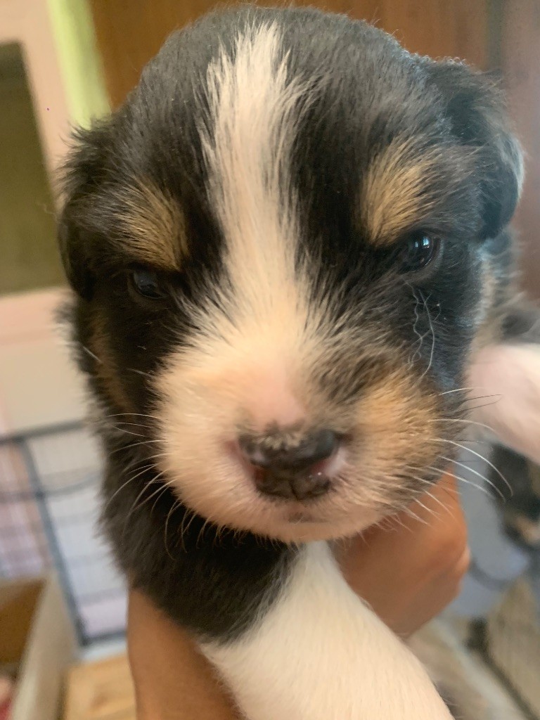 Des Eclats De Quasar - Chiots disponibles - Berger Australien