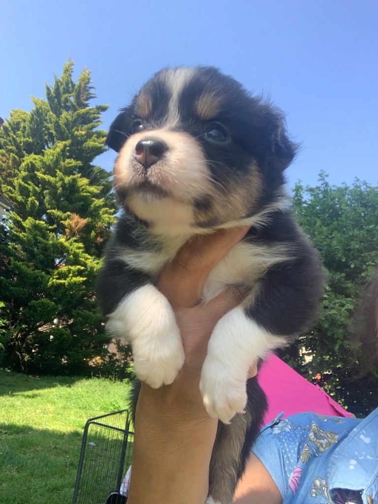 Des Eclats De Quasar - Chiots disponibles - Berger Australien
