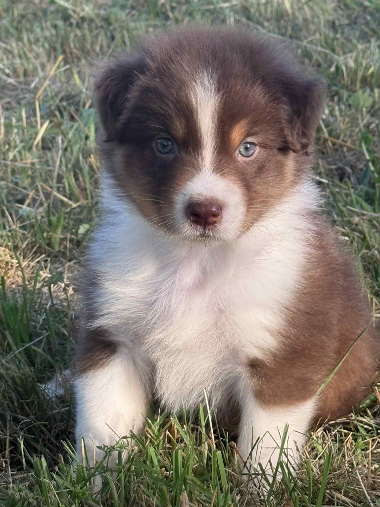 Des Eclats De Quasar - Chiots disponibles - Berger Australien