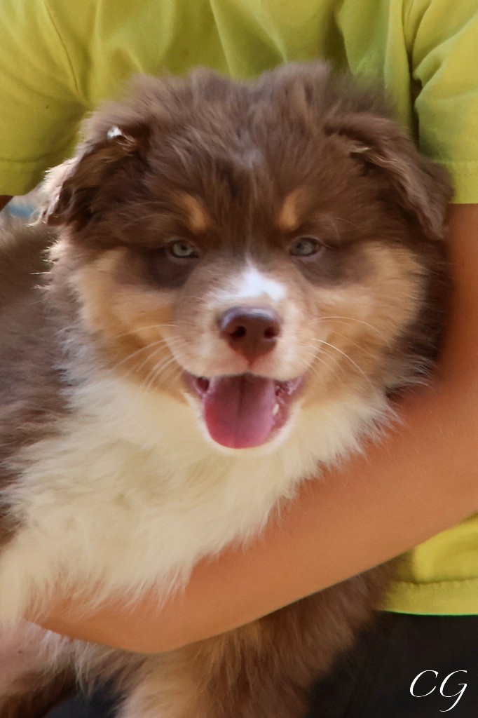 Des Eclats De Quasar - Chiots disponibles - Berger Australien