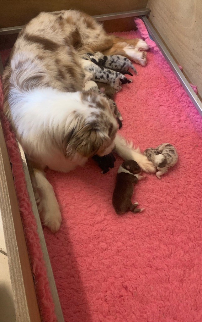 Chiot Berger Australien Des Eclats De Quasar
